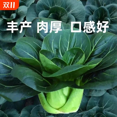 黑叶矮脚苏州青种子油菜种籽菜籽小青菜白菜蔬菜孑青梗上海青萝卜