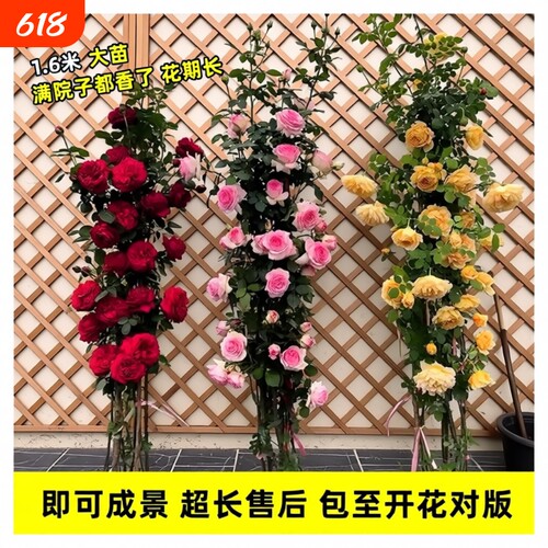 1米6特大蔷薇花苗藤本月季爬藤绿植物阳台四季开花卉盆栽玫瑰小苗