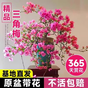 三角梅花树苗四季开花绿樱老桩盆栽特大苗庭院耐热云南紫勤花植物