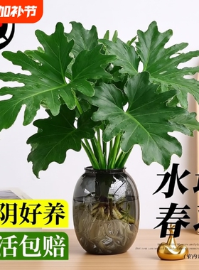 春羽水培植物盆栽室内客厅办公室桌面花卉大叶龟背竹好养绿植阳台