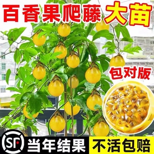 百香果树果苗盆栽树苗南方北方庭院黄金水果树种植苗四季耐寒嫁接