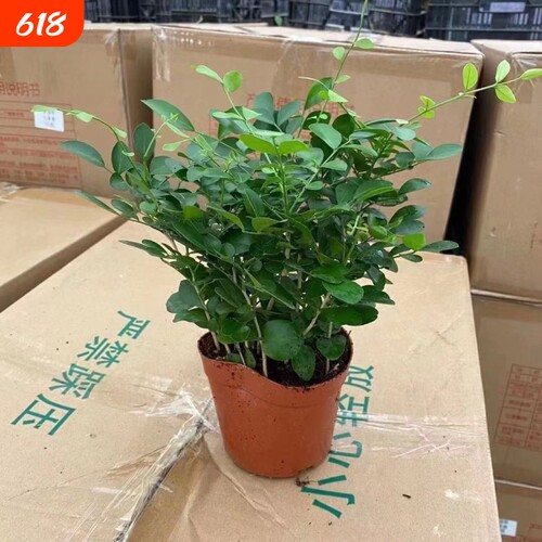九里香盆栽花卉绿植室内驱蚊四季长绿好养水培观叶植物净化空气