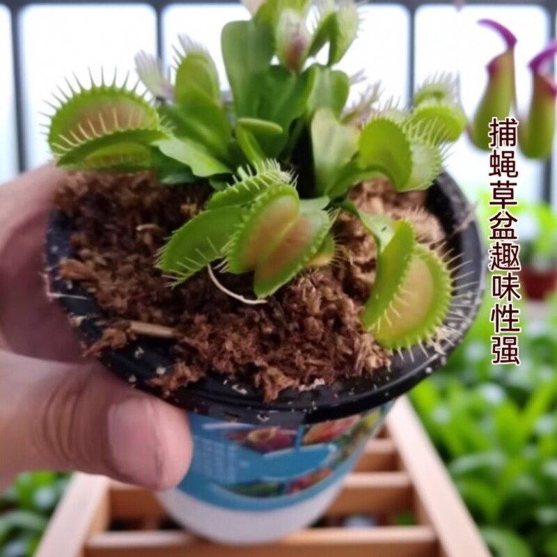 捕蝇草盆栽食虫植物驱蚊草苗多肉植物猪笼草食人花绿植花室内驱虫
