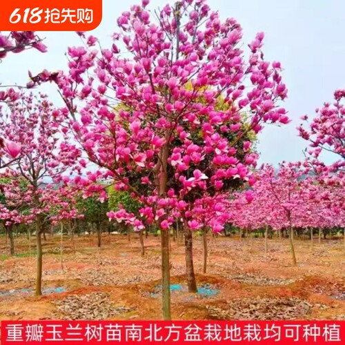 玉兰花树苗带花苞红白紫玉兰树室外矮化庭院四季花卉盆栽绿化大树