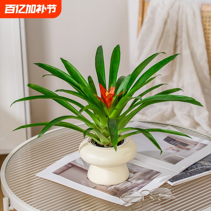 鸿运当头盆栽带花小红星办公室开红花好养花卉红掌凤梨绿植客厅