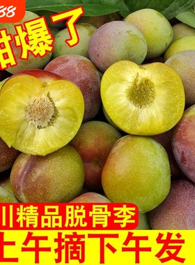 李子正宗四川茵红李脱骨新鲜现摘脆甜当季水果半边红青脆李脆红李