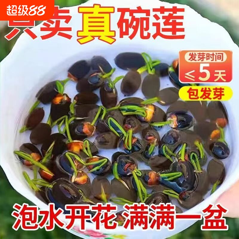 碗莲种子水培植物室内外花卉好养四季开花种籽子无土水养荷花盆栽