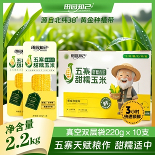 田园知己五寨甜糯玉米非转基因低脂10支礼盒装国企品质25年新