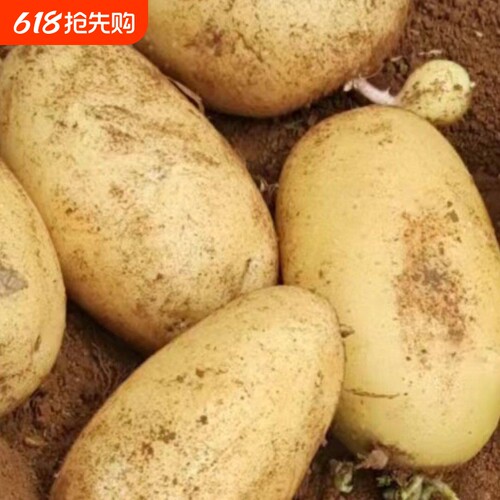 贵州新鲜土豆黄皮黄心洋芋