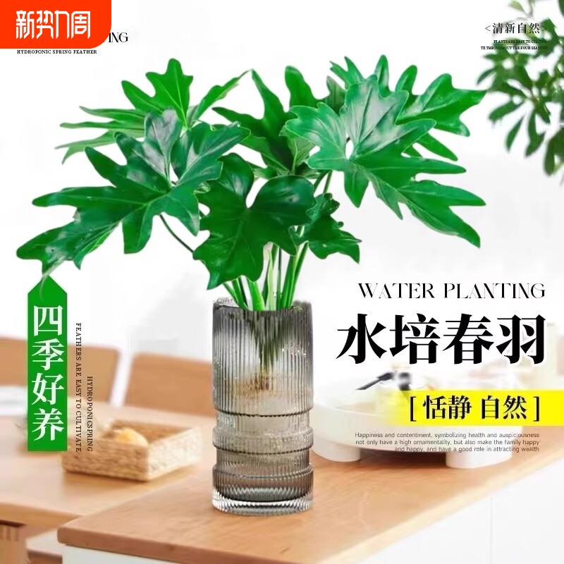 水培春羽盆栽室内客厅花卉水养富贵竹大叶绿萝好养春雨绿植物卧室