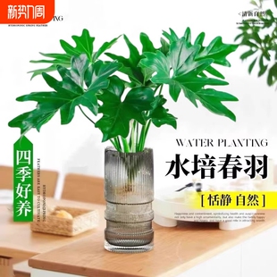 水培春羽盆栽室内客厅花卉水养富贵竹大叶绿萝好养春雨绿植物摆放