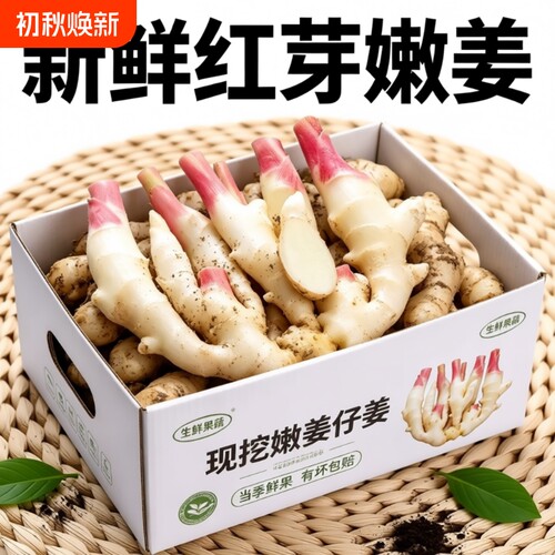 现挖新姜红芽嫩姜芽仔姜泡菜糖醋姜农家泥巴姜鲜嫩食用当季应季