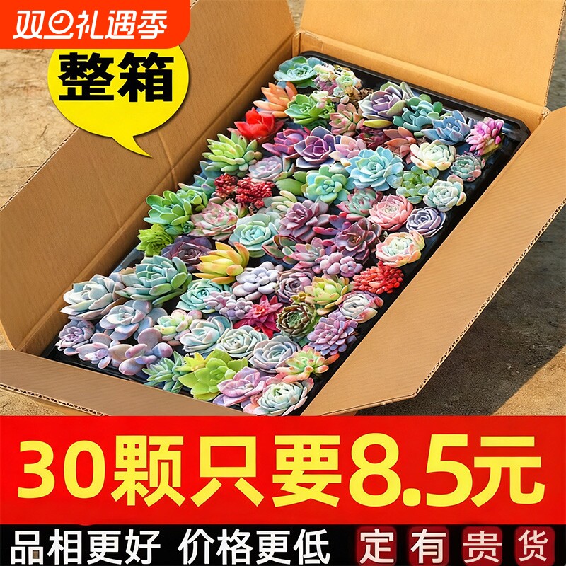 多肉植物室内小盆栽大颗好养绿植物花卉有贵货室内外客厅品种