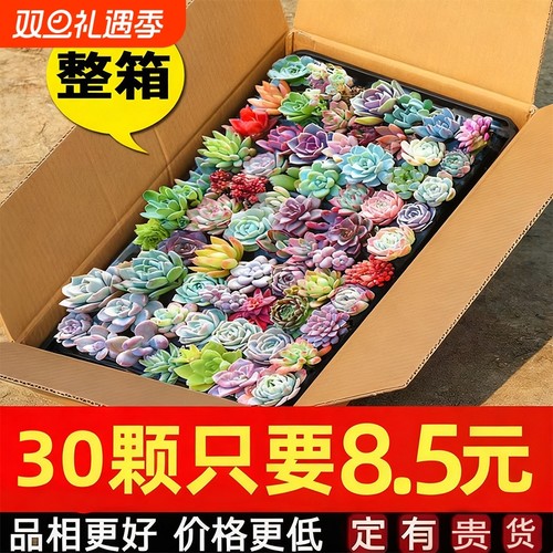 多肉植物清仓售卖不定时下架