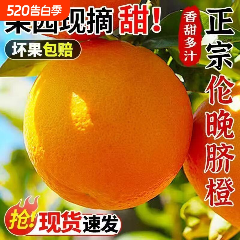 正宗伦晚脐橙当季新鲜橙子现摘榨汁甜橙孕妇应季水果批发整箱春橙