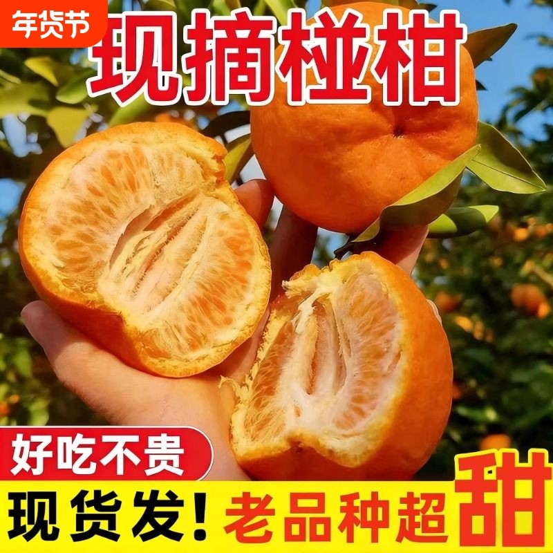 正宗四川高山椪柑现摘爆汁当季新鲜水果芦柑桔子橘子大果整箱碰柑,水产肉类/新鲜蔬果/熟食,桔子,淘宝优惠券,粉丝福利购,淘宝优惠卷