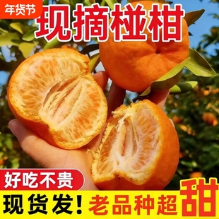 正宗四川高山椪柑现摘爆汁当季新鲜水果芦柑桔子橘子大果整箱碰柑