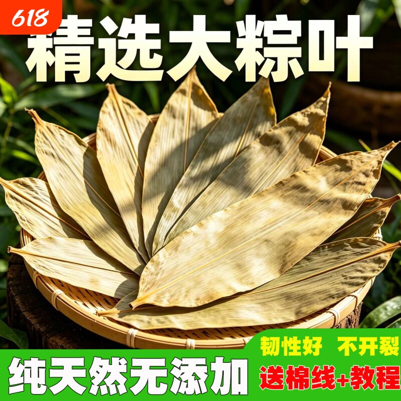 端午粽叶新鲜粽子叶特大号精选包粽子专用的叶子鲜叶干叶棕叶商用