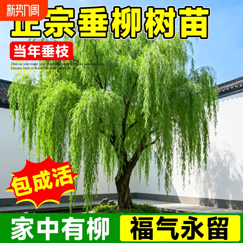 正宗垂柳树苗庭院别墅绿化垂枝黄金柳南北方地栽观赏风景树易成活
