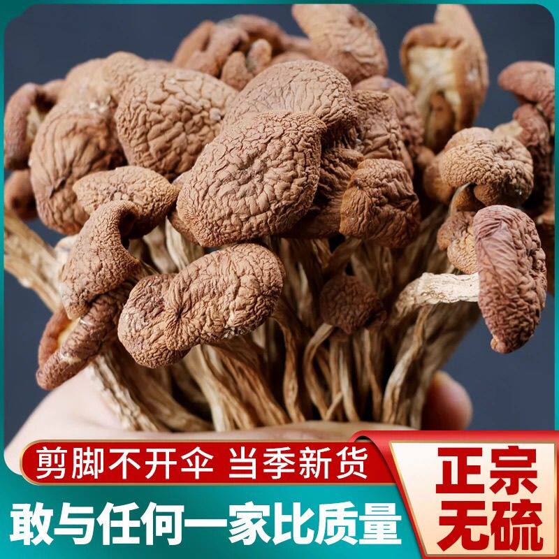 新季优选茶树菇古田农产干货茶树菇不开伞茶新菇500g新货菌菇无硫