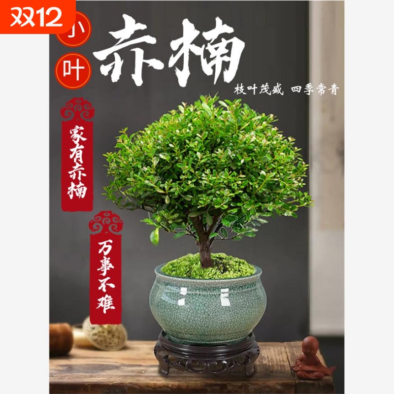 小叶赤楠老桩盆景苗植物花卉盆栽微景观水培办公室内好养四季常青