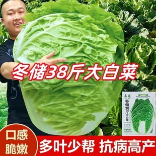 冬储38斤大白菜种子山东大白菜种籽包心白菜种子抗病高产多叶白菜