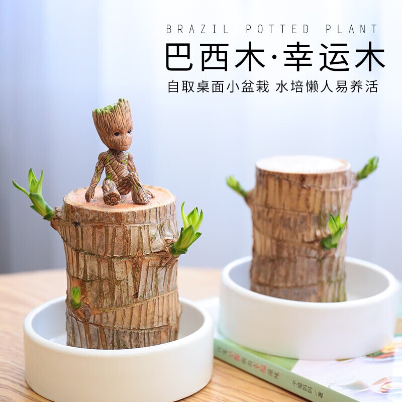 巴西木水养幸运木开花好养绿植室内水培懒人花植物盆栽