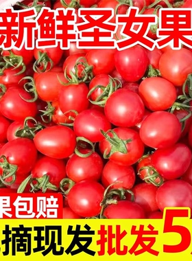 圣女果新鲜红色樱桃小番茄酸甜时令现货孕妇水果自然成熟包邮