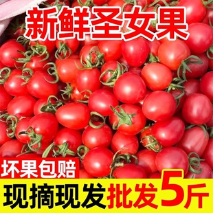 圣女果新鲜红色樱桃小番茄酸甜时令现货孕妇水果自然成熟 包邮