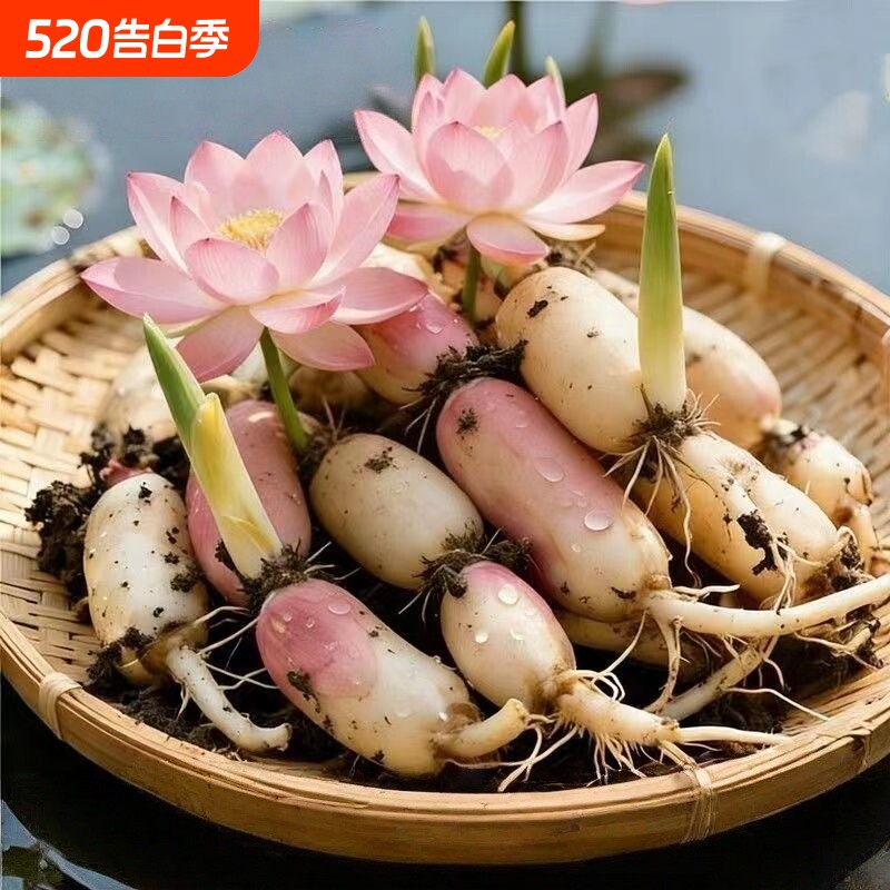 荷花盆栽莲花藕苗四季观赏荷花藕种水培植物池塘花卉睡莲莲藕苗种