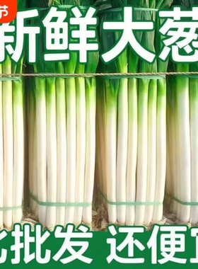 新鲜大葱大葱铁杆长葱正宗山东大葱香葱头当季蔬菜去半叶带皮大葱