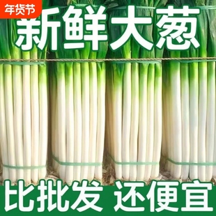 新鲜大葱大葱铁杆长葱正宗山东大葱香葱头当季蔬菜去半叶带皮大葱