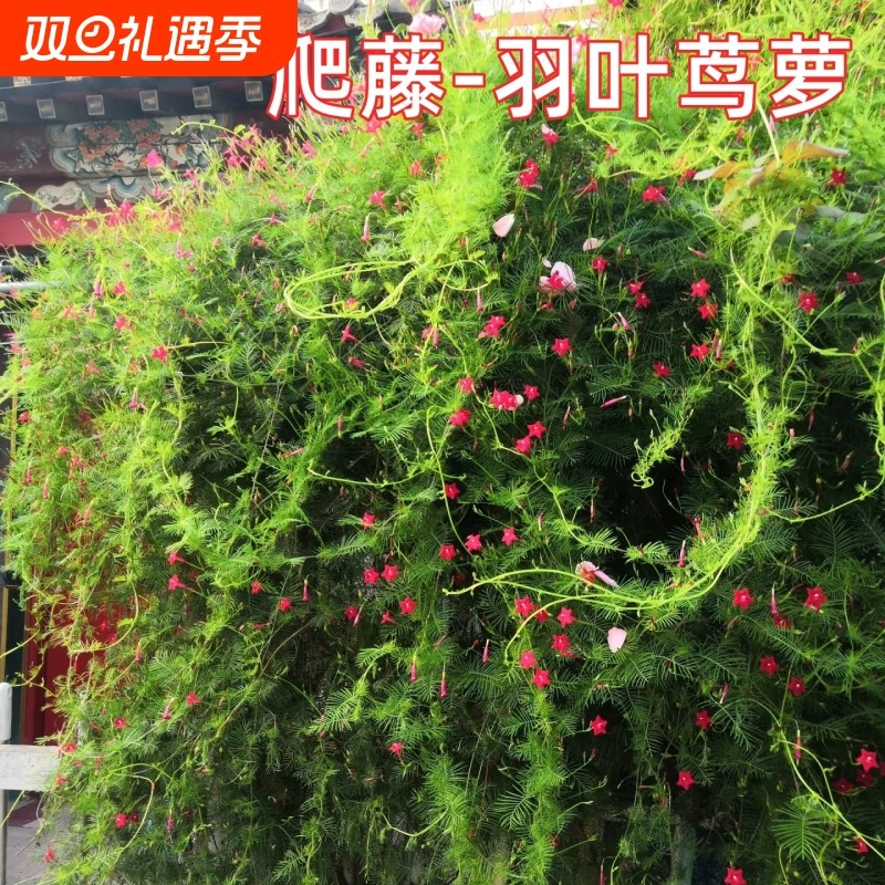 爬藤羽叶茑萝花种籽子四季花籽庭院阳台盆栽花卉植物五角星花种子
