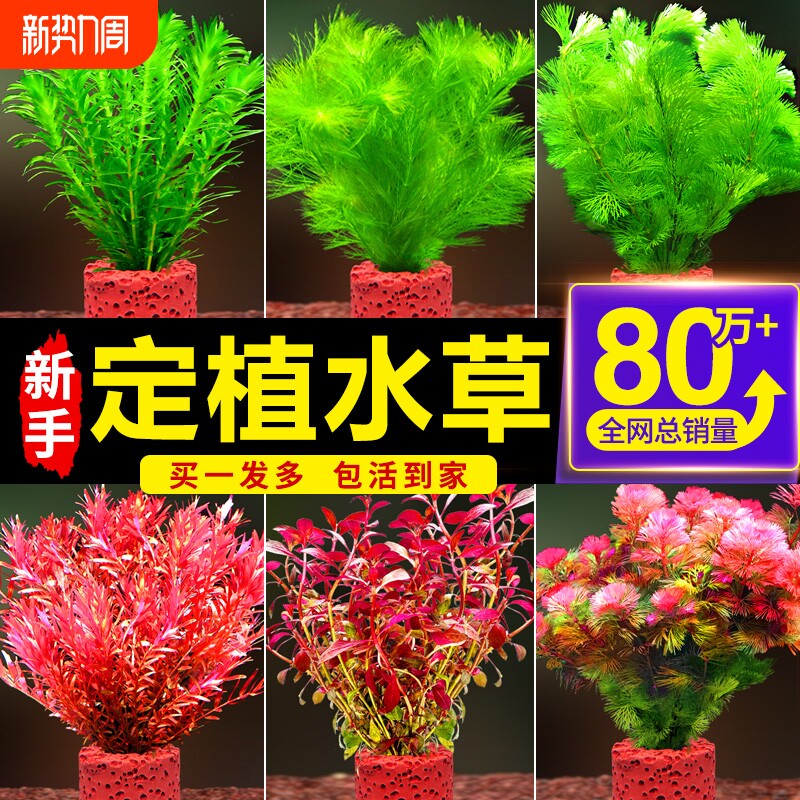 鱼缸水草植物造景专用阴性火山石真草蜈蚣草增氧净化水质养鱼套餐