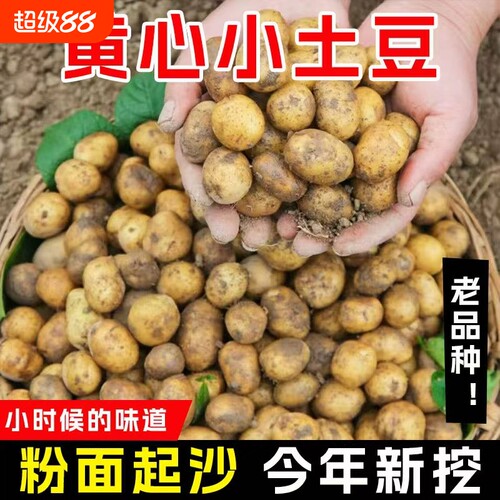 黄皮小土豆现挖新鲜黄心土豆