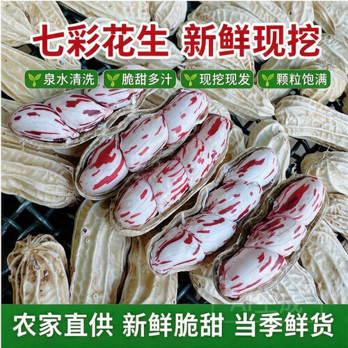 2026年新鲜现挖七彩花生云南特产五彩花生奶油花生湿花生黑花生