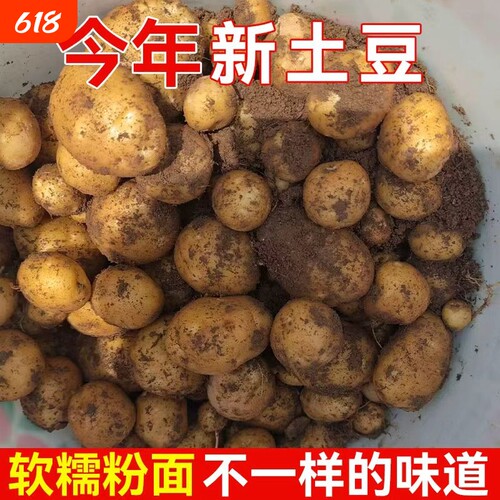 黄心小土豆恩施当季农家