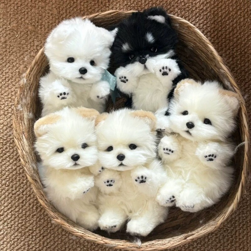 可爱土松彷真萨摩耶小狗图片