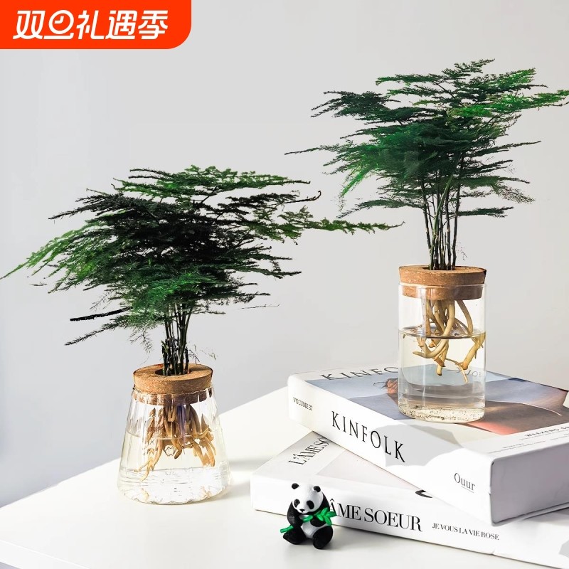 文竹水培植物盆栽室内绿植老桩办公室桌面小摆件四季常青好养茶几