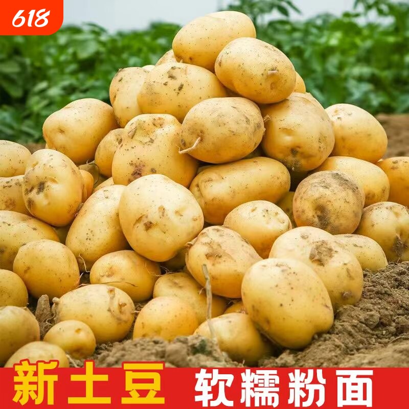 正宗黄皮土豆农家新鲜现挖高山洋芋马铃薯商用蔬菜自种开花高原