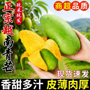 热带水果整箱批发进口玉芒 正宗越南青芒大果新鲜采摘香甜多汁当季