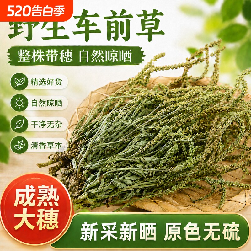 车前草中草药材新货鲜晒野生整株车前草泡水煮水车轮草车前草泡茶