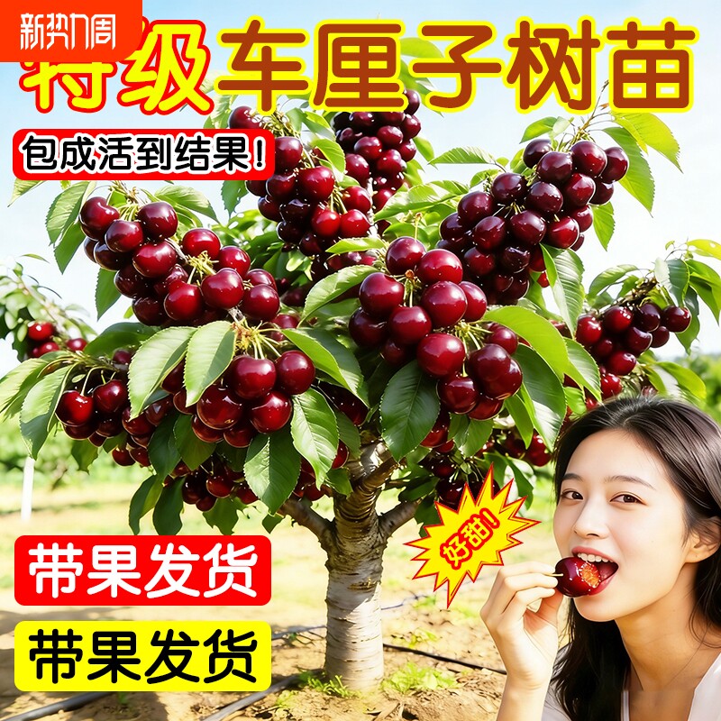 正宗樱桃树果苗大樱桃苗车厘子树苗红妃土樱桃种植大果北方室内