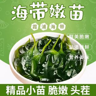 霞浦新货海带苗嫩苗 新鲜海带芽幼苗火锅凉拌 食材下酒菜脆嫩免洗