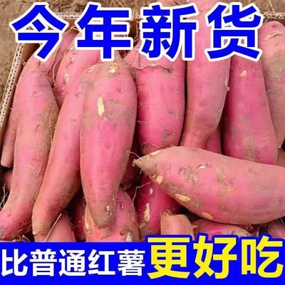 巨甜沙地蜜薯红薯新鲜板栗薯番薯地瓜香甜粉糯无丝正宗黄心糖心