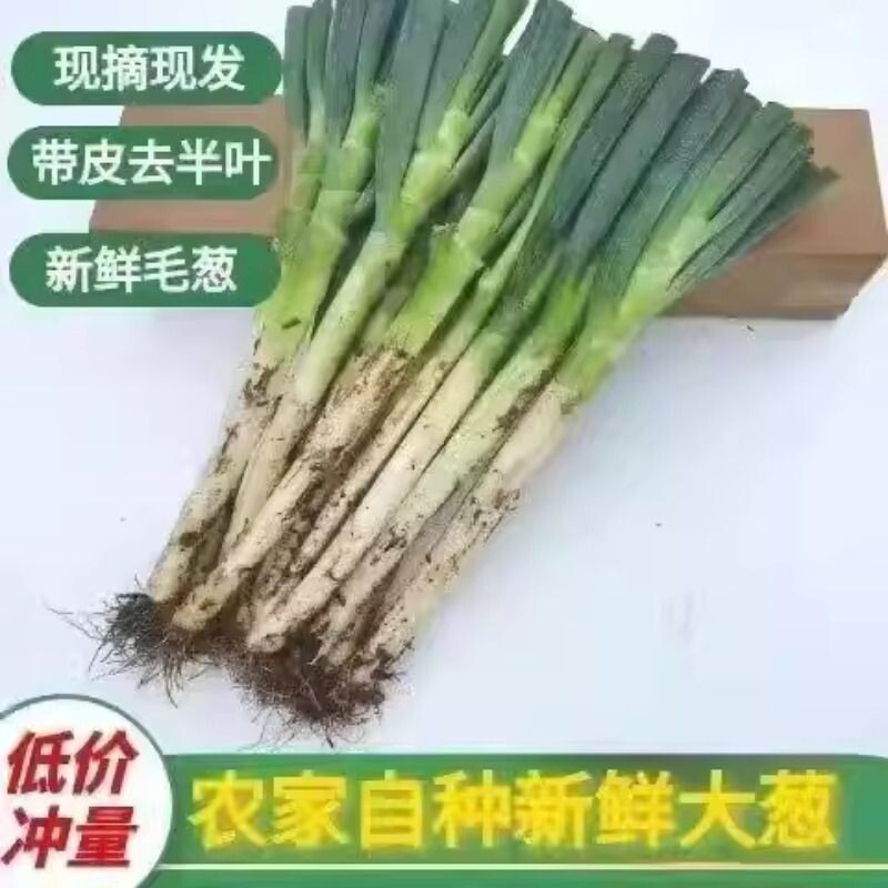 正宗山东大葱新鲜蘸酱甜葱沙葱农家自种大葱带老皮去半叶新鲜蔬菜 - 天天特卖工厂出品