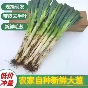 正宗山东大葱新鲜蘸酱甜葱沙葱农家自种大葱带老皮去半叶新鲜蔬菜