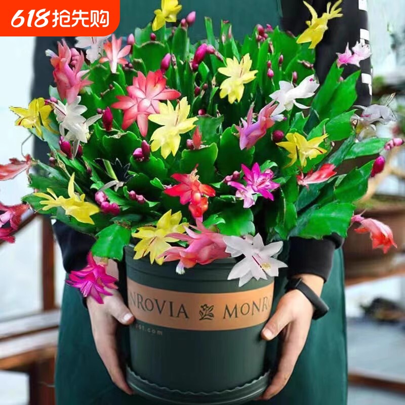 蟹爪兰盆栽带花苞多肉绿植物好养君子兰嫁接蟹爪莲室内四季开花卉