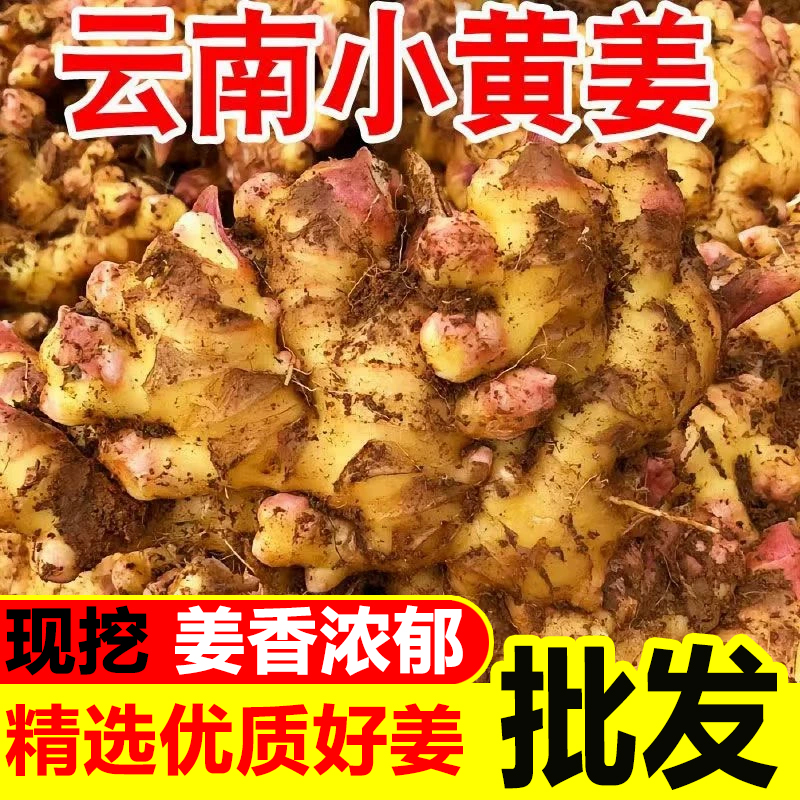 正宗云南新鲜小黄姜生姜嫩姜土姜子姜现挖高山沙姜月子姜