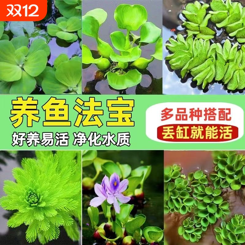 浮萍鱼缸摆件水草|超1000次加购